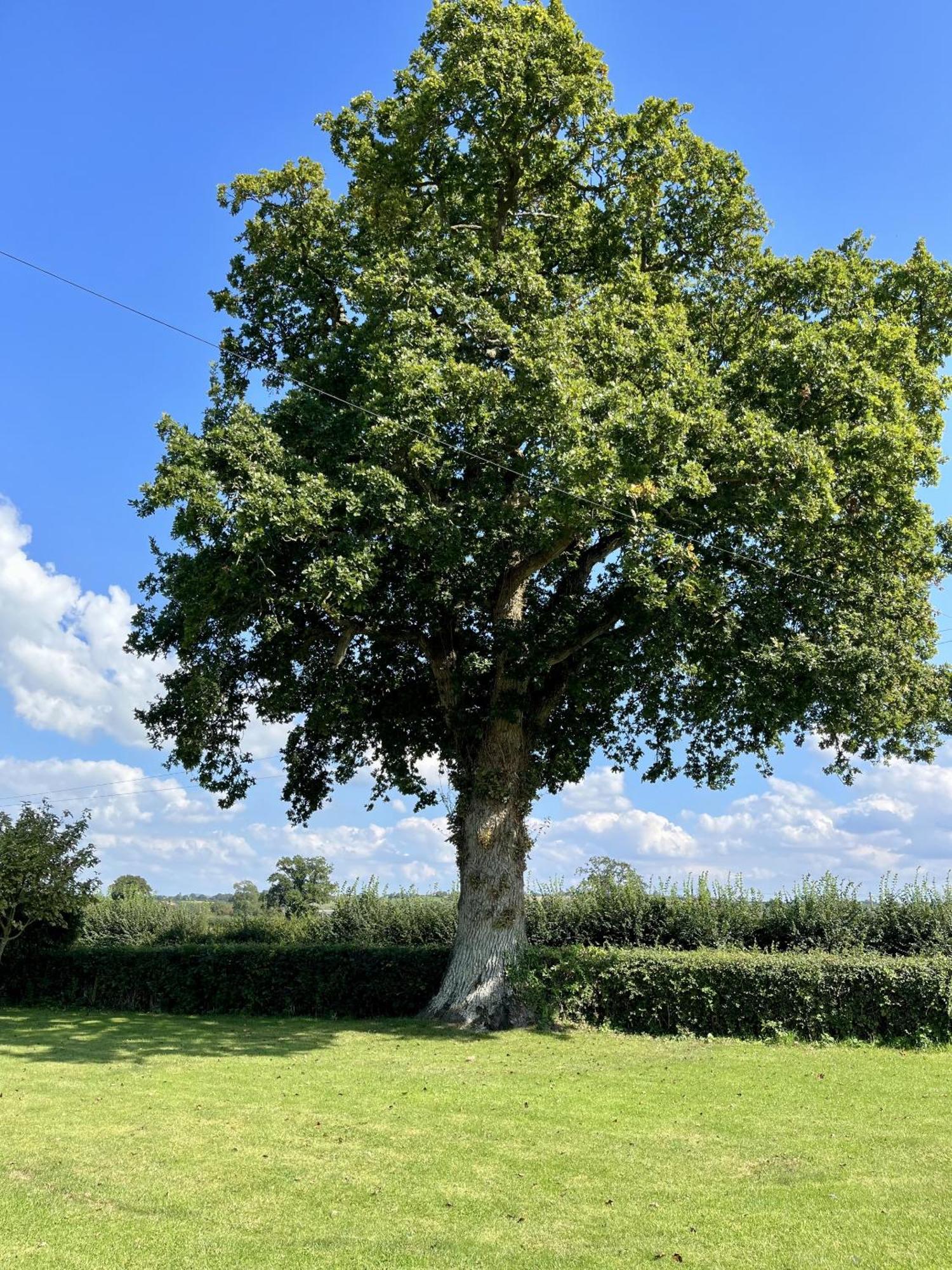 Priors Oak - A Cosy Studio With Countryside Views In Dorset Stalbridge エクステリア 写真